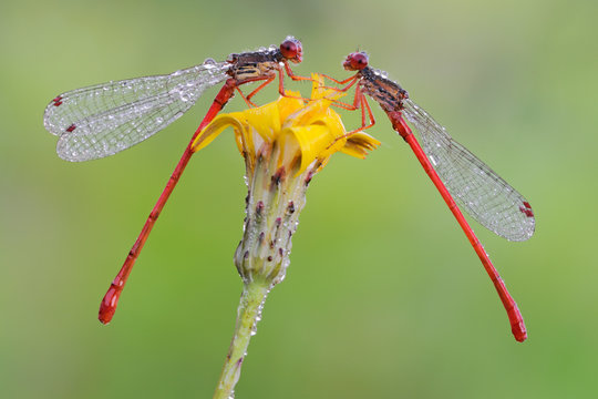 Sp&auml;te Adonislibelle Ceriagrion tenellum
