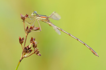 Südliche Binsenjungfer Lester barbarus
