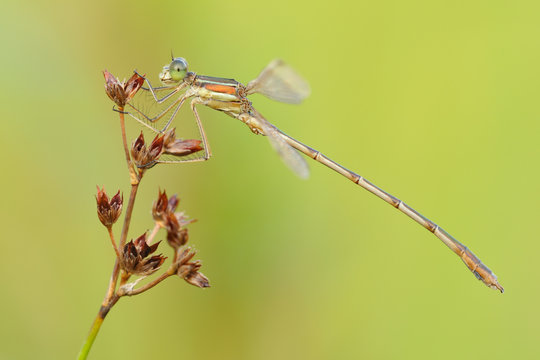 S&uuml;dliche Binsenjungfer Lester barbarus