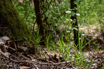 White chickweed flower (Stellaria media) in the forest of Weilbach, Germany