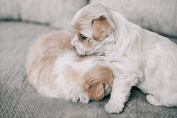 dogs lying on the sofa