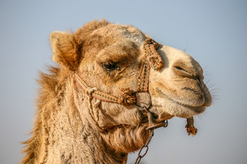 Portrait of the head of a camel with a blue sky as background
