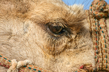 Close-up of the eye of a camel