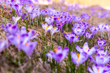 Naklejka premium crocus field in Poland