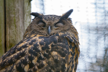 portrait of an eagle owl with closed eyes with blurry background
