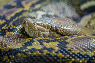 close-up of the head of an annulated python