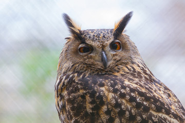 portrait of an eagle owl with wide opened eyes with blurry background