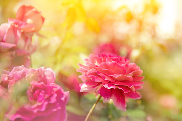 Beautiful nature scene with spring pink flowers background with sun light