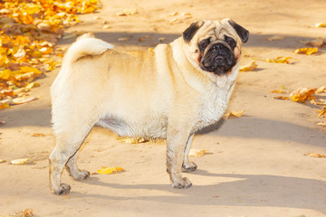 pug stands in autumn foliage, in the park autumn