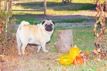 pug stands in autumn foliage, in the park autumn