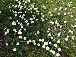 White small flowers of Daisies, Bellis perennis in the garden. It is a perennial herbaceous plant in the family Asteraceae. © beres