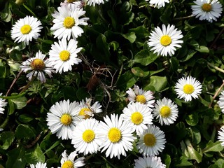 White small flowers of Daisies, Bellis perennis in the garden. It is a perennial herbaceous plant in the family Asteraceae. © beres