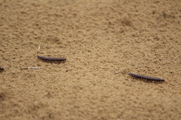 Close up of caterpillar on sand