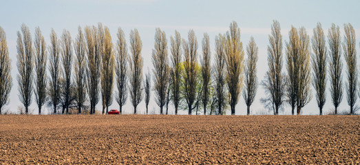 A plowed field on the background of a row of poplars. Selective focus..