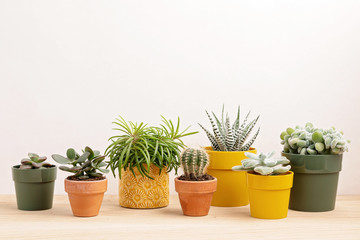 Collection of various succulents and plants in colored pots. Potted cactus and house plants against light wall. The stylish interior home garden