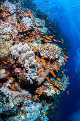 Fototapeta na wymiar Photo of coral colony.