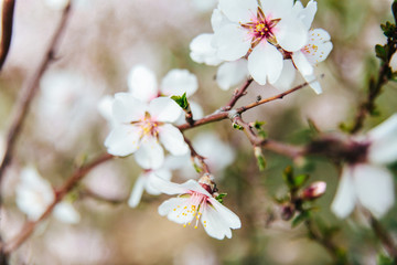 Cherry blossoms in spring with pink flowers
