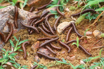 Close up of caterpillars on sand