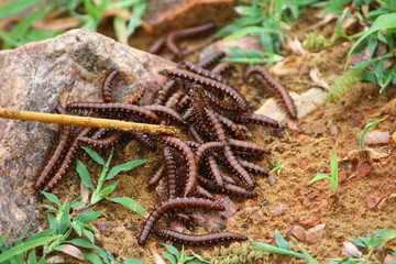 Close up of caterpillars on sand