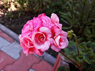 Pink flower of Pelargonium, commonly known as geraniums or storksbills. It is a genus of perennial...