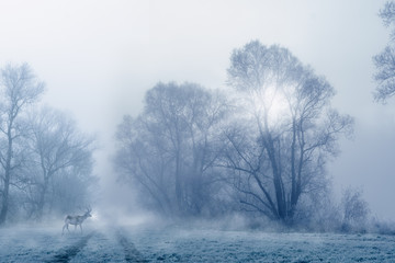 Obraz na płótnie Canvas Ein Hirsch steht auf einer mit Raureif überzogenen Wiese, leichte Morgensonne und starker Nebel