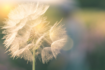 Blur background with bokeh Dandelion Nature and eco concept