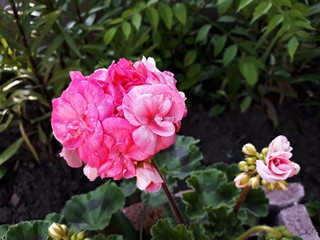 Pink flower of Pelargonium, commonly known as geraniums or storksbills. It is a genus of perennial...