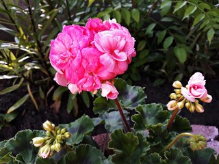 Pink flower of Pelargonium, commonly known as geraniums or storksbills. It is a genus of perennial...