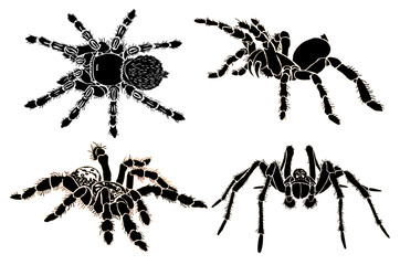 Graphical sketch of spiders isolated on white background, jpg illustration , tarantula  