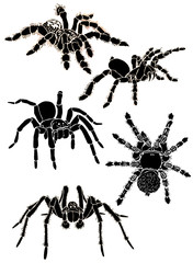 Graphical sketch of spiders isolated on white background, jpg illustration , tarantula  