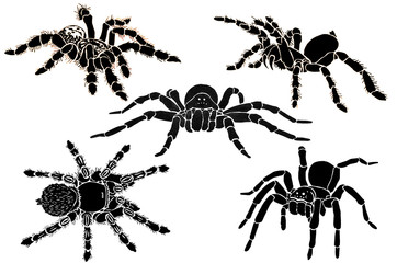 Graphical sketch of spiders isolated on white background, jpg illustration , tarantula  