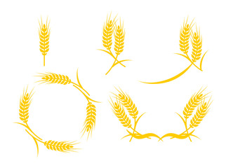 Beautiful set of golden wheat, grain vector elements