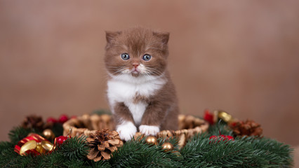 Britisch Kurzhaar Katze - Kitten - extrem süß und hübsch 
