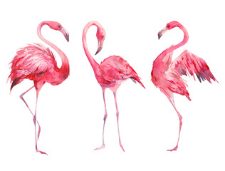 Watercolor flamingos set. Hand painted bright exotic birds isolated on white background. Wild life illustration