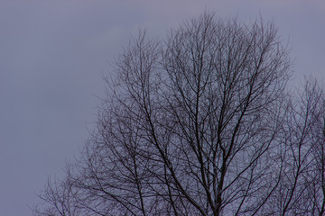 Tree branches dusted with snow against the sky,  nature winter background . Winter landscape.