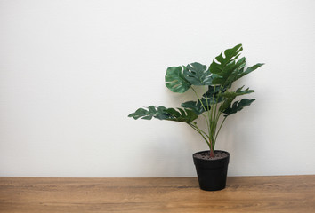 Indoor plant monstera on wooden table against white wall