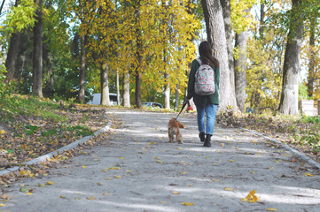 Fototapeta premium woman with american cocker spaniel walks at autumn park