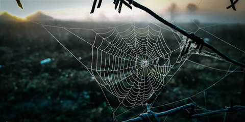 spider on web - Powered by Adobe