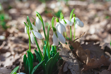 Spring snowdrops grow in the forest. Beautiful heralds of spring