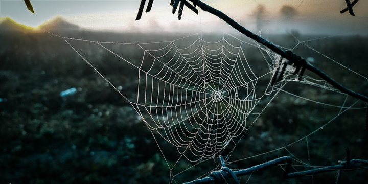 spider on web