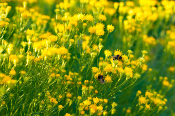 Bumblebees feeding on the small yellow sunlit flowers at the sunny day in the garden