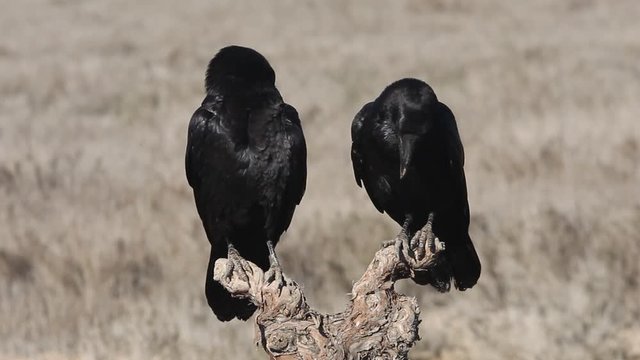 Common raven on a cold January morning with the first lights of dawn, birds, crow, Corvus corax