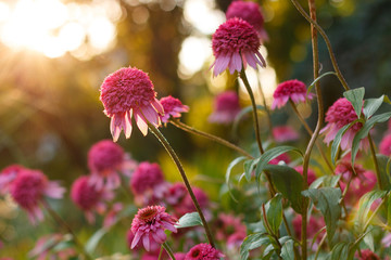 Beautiful big fresh pink Echinacea or coneflower flowers at sunny garden at summer evening