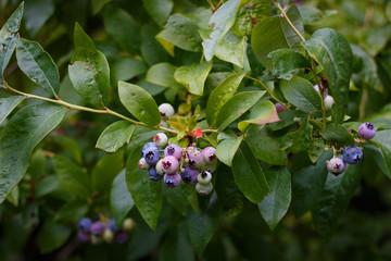 Amelanchier or serviceberry, or just saskatoon fruits on the branch in the garden at rainy day