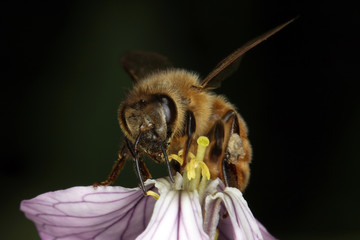 Bee, Apis, Blossom, Nectar, Honey, Thuringia, Germany, Europe