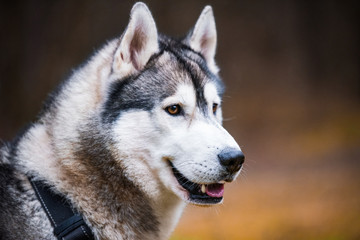 Husky dog close up muzzle portrait on nature