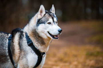 Obraz premium Husky dog close up muzzle portrait on nature