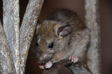 A rat sitting in the window eating food