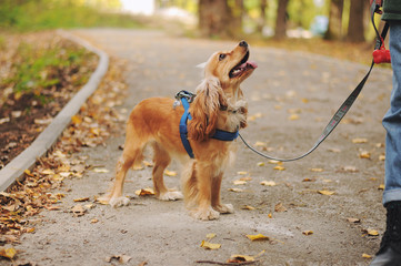 woman with american cocker spaniel walks at autumn park