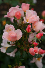 A branch of gorgeous fresh small soft pink garden roses on the flower bed at the garden at the cloudy day
